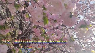 桜を見に来ましたー②　#松前早咲　#血脈桜　#北海道松前町 #光善寺 　#桜　#バラ科