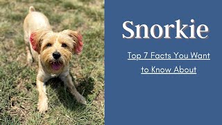 Top 7 Snorkie Facts You Want to Know About | Miniature Schnauzer and a Yorkshire Terrier Mixes