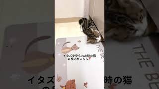 イタズラ見られた時の猫の反応がこちら。#shorts