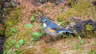 奥庭自然公園のルリビタキ（雄）の水浴び 　その１７（4K60P動画）