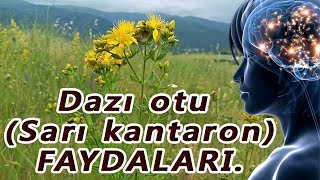 Dazı otu (Sarı kantaron) faydaları