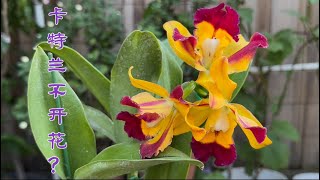 November 10, 2024卡特兰的生长周期与养护Brassolaeliocattleya Toshie Aoki X Cat. Burana Beauty