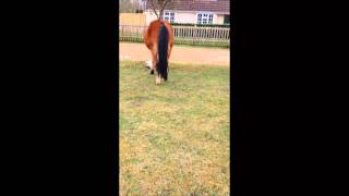 Horse Kicks Cat