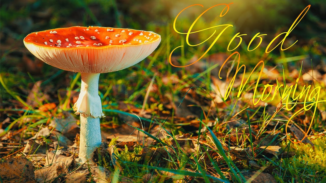 Morning Relaxing Music Calming Piano Music For Stress Relief Cheerful