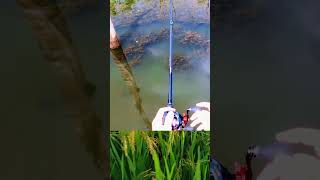 মাছ ধরা সুন্দর মাছ ধরার টেকনিক মাছ ধরার কৌশল  Fishing Beautiful fishing techniques Fishing tips