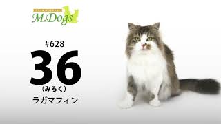 ペットモデル#628 ラガマフィン 「36(みろく)」