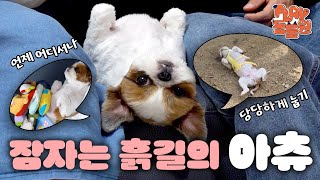 [SUB] 언제 어디서나 당당하게 눕기 달인 등장 ✨ I 아츄 편