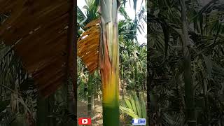 সুপারি গাছের পেট ফুলা রোগ প্রতিরোধে করণীয়👍#short#agriculture#gardening