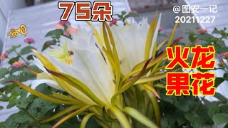 【图安一记】一夜间又开了75朵火龙果花 75 Dragon Fruit Blooms Overnight