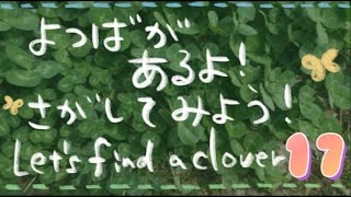 四葉はどこにあるのかな？その17　Let‘s find a clover！【part17】