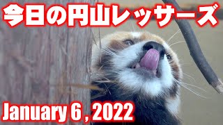 【レッサーパンダ】今日の円山レッサーズ　January 6 , 2022　Red Pandas at Maruyama Zoo