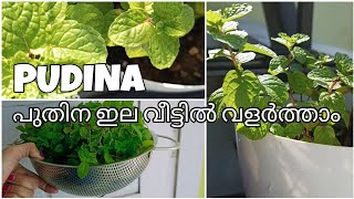 Grow PUDINA or MINT leaves easily - പുതിന ഇല വീട്ടിൽ വളർത്താം