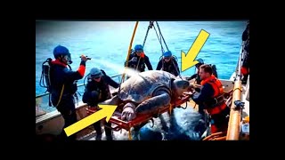 Giant Sea Turtle - White Tiger - Pregnant Mustang - Animal Rescue Compilation