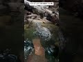 【スナドリネコ】エルクのお肉タイム🍖　 shorts スナドリネコ　 fishingcat 神戸どうぶつ王国　 zoo