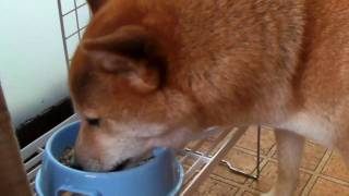 柴犬ジローの朝ごはん　shiba inu