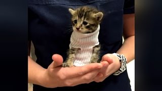 Kitten Saved From Hurricane Now Stays Warm in Tiny Sweater Made From Sock