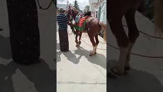 munagapadu  new  horse  9642494619