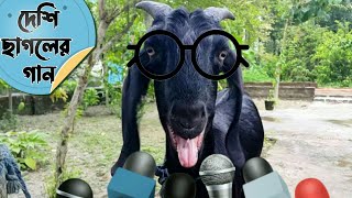 দেশী ছাগলের গান Deshi Sagol song ছাগলের গান Goat song  New Goat song