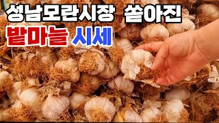 성남모란시장 쏟아져나온 밭마늘시세  서산햇밭마늘 고흥황토마늘 햇마늘시세 밭마늘시세 궁금하시면 어서오세요 잠생이부인