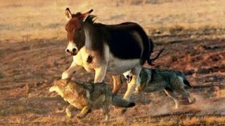 Wolves Hunting Wild Donkey In Northern China  (2022)