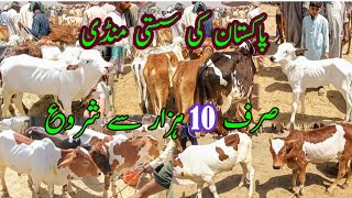 Cheapest Calf Market In Pakistan / Bachra Price In Luddan Mandi / Cattle Bulls Bachra Farming