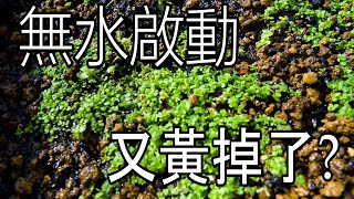 #水草新手篇24 ~ Waterless start sod ~ why is it yellow ~ and rotten!