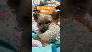 部長シリーズ39 食パンはみはみが1番落ち着く部長🐶🍞#shorts #short #犬 #犬のいる暮らし #犬のいる生活 #ヨーキー #大分県 #動物 #大分犬