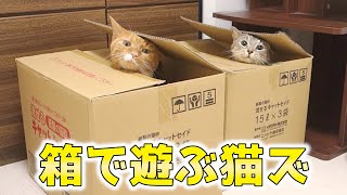 猫ズとダンボール箱。シンクロして箱から顔を出す猫ズ【猫 かわいい】