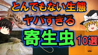 【ゆっくり解説】とんでもない生態 やばすぎる「寄生虫」10選　寄生人生！