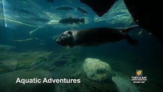 Aquatic Adventures at Turtle Bay Exploration Park - Redding, CA