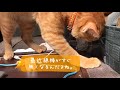 【柴犬】十五夜が近づくと、柴犬も仔猫も可愛いウサギになることが判明した柴犬の本気【茶虎猫】※クイズ超超難問の季節になりました。