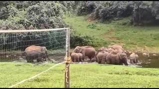 #Shorts Wild elephants drinking saline water @Anakulam Munnar