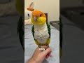 the most loyal little bird love shorts animals pets cute