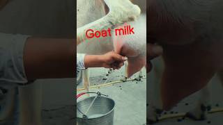 goat milk ছাগলের দুধ #shorts #trending #goatmilk #viral #shortsvideo #shortsfeed