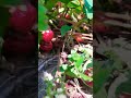 love picking strawberry at stonehaven farms shorts youtubeshorts recommended reels tiktok fyp