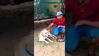 ලංකාවේ කොහෙ ගියත් බව්වෙක් සෙට් වෙනවා.#shorts #dog #doglover #straydogs #puppy #katharagama #viral