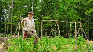 Bushcraft Project, Tomato Trellis, Firewood, Log Cabin Life | Gardening | Homestead
