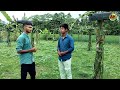 ড্রাগন ফল চাষ করুন শুধু জৈব সার প্রয়োগ করে। dragon fruit farm. alipurduar. north bengal.