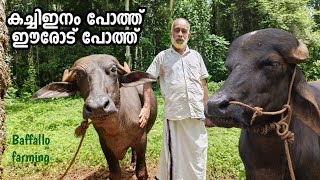 വിൽപ്പനക്ക് കൊണ്ട് വന്ന പോത്തുകൾ!Pothu valarthal #baffallo#farming#malayalam  #baffallo#sale#kerala