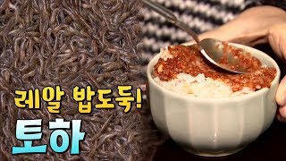 먹어본 사람만 아는 밥도둑, 토하#토하젓 [전국시대]