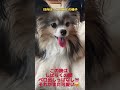 日向ぼっこの後の様子 dog かわいい ショート ティアラ パピヨン 癒し ブサカワ ん 動物 愛犬 日向ぼっこ shorts