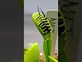 Venus fly traps eating #shorts