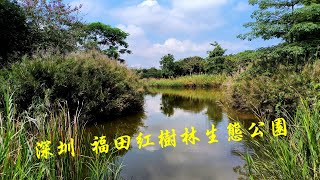 2023 深圳 福田紅樹林生態公園