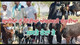 ਬਾਈਆਂ ਨੇ ਲਇਆਂ ਅੰਬਰਸਰੀ ‌ਬੱਕਰਿਆਂ @CharanGoatFarmPunjab #vairal #video #bakripalan #dog #bakrifarming