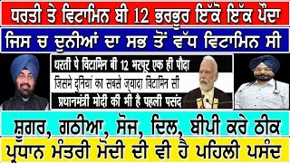 ਧਰਤੀ ਤੇ ਵਿਟਾਮਿਨ ਬੀ12 ਭਰਭੂਰ ਇੱਕੋ ਇੱਕ ਪੌਦਾ,ਜਿਸ ਚ ਦੁਨੀਆਂ ਦਾ ਸਭ ਤੋ ਵੱਧ ਵਿਟਾਮਿਨ ਸੀ, ਮੋਦੀ ਦੀ ਵੀ ਪਹਿਲੀ ਪਸੰਦ