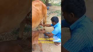 செவலை மாடு செவலை காளை கன்றுடன் உள்ளது@athiracattles4372 #cattlefarm #cattle #cow #athira #kaalai