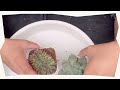 【植物】【ガーデニング】【succulent】大きくしたい時の植え替え方！綴化って知ってる！？