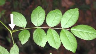 Multiflora Rose Identification