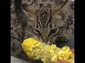 cat having sweetcorn for breakfast zawhte vaimim ei lai.