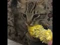 cat having sweetcorn for breakfast zawhte vaimim ei lai.